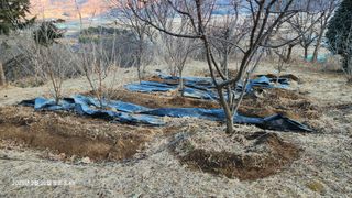 智空 양수만님의 감자심기 하셨나요? · 참여글 작성글 사진