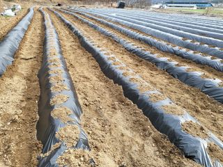 초보농 유경님의 감자 · 자유게시판 작성글 사진