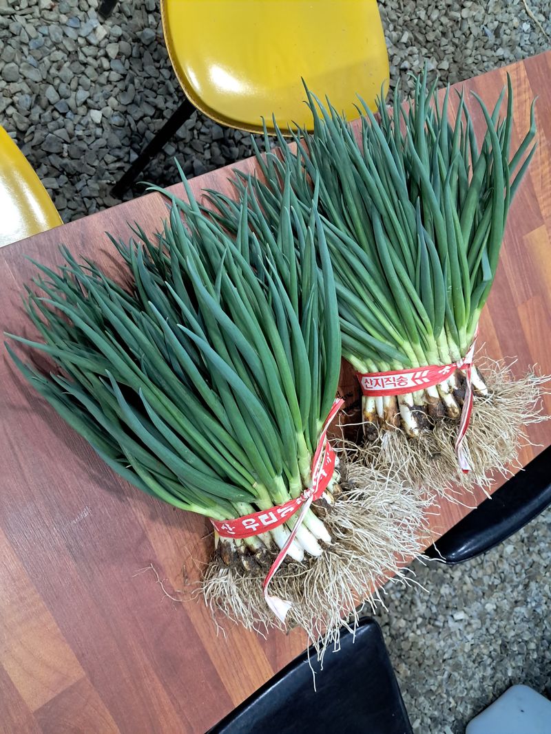 임재혁 님의 장터 판매 상품 [쪽파1단1kg] 첨부 사진
