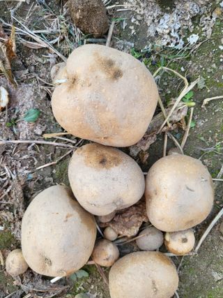 박순례님의 감자심기 하셨나요? · 참여글 작성글 사진