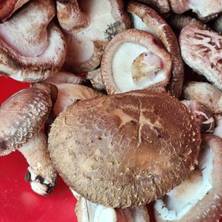 파란농원님의 자유주제 · 자유게시판 작성글 사진