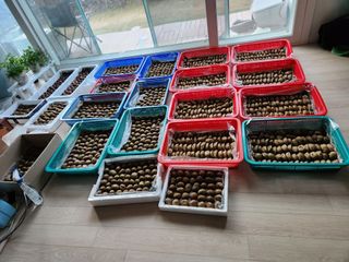 남광님의 감자심기 하셨나요? · 참여글 작성글 사진