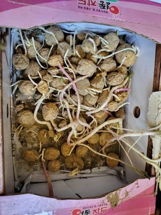 박순례님의 감자심기 하셨나요? · 참여글 작성글 사진