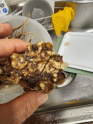 밀양달콤팜님의 자유주제 · 자유게시판 작성글 사진