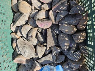 최철훈님의 감자심기 하셨나요? · 참여글 작성글 사진