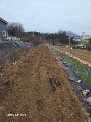 소병찬님의 감자심기 하셨나요? · 참여글 작성글 사진