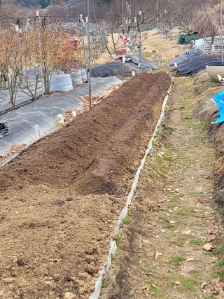 전영희님의 감자심기 하셨나요? · 참여글 작성글 사진