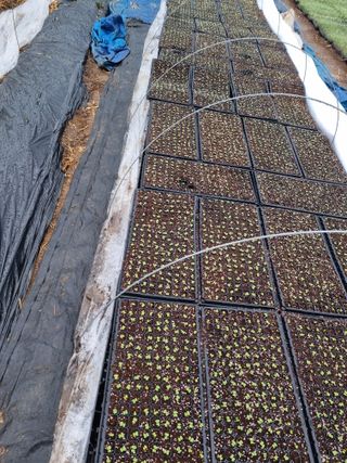 진여화 농원님의 농사, 무엇이든 물어보세요! · 참여글 작성글 사진