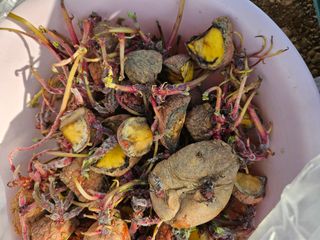 최철훈님의 감자심기 하셨나요? · 참여글 작성글 사진