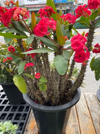 오디님의 자유주제 · 자유게시판 작성글 사진