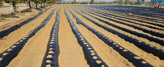 정상관님의 감자심기 하셨나요? · 참여글 작성글 사진