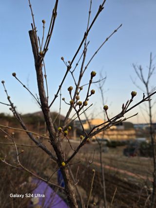 소병찬님의 감자심기 하셨나요? · 참여글 작성글 사진