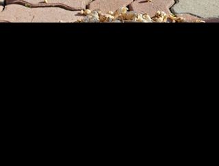 손윤영/수채화농원님의 작성글 사진