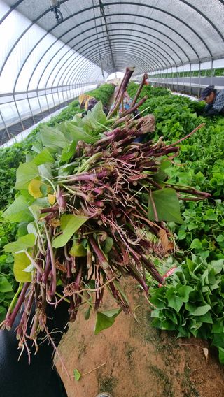 김동수님의 자유주제 · 자유게시판 작성글 사진