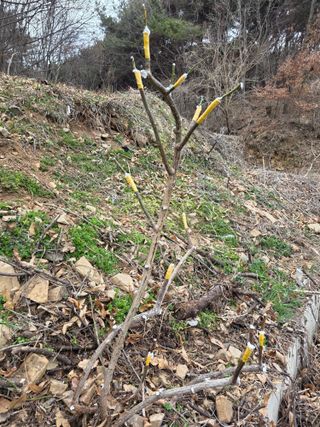 산양삼님의 자유주제 · 자유게시판 작성글 사진