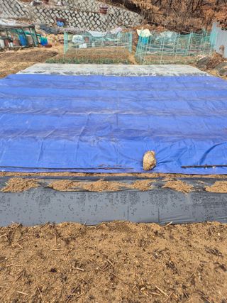 담디농원님의 자유주제 · 자유게시판 작성글 사진