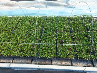 둥이농장(김준태)님의 고추 · 일상 작성글 사진