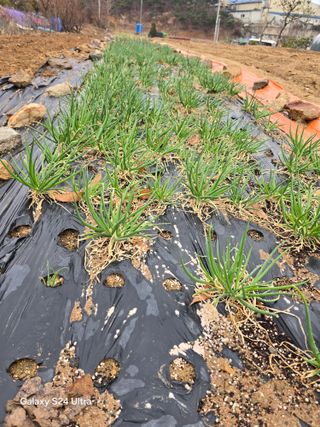 소병찬님의 감자심기 하셨나요? · 참여글 작성글 사진