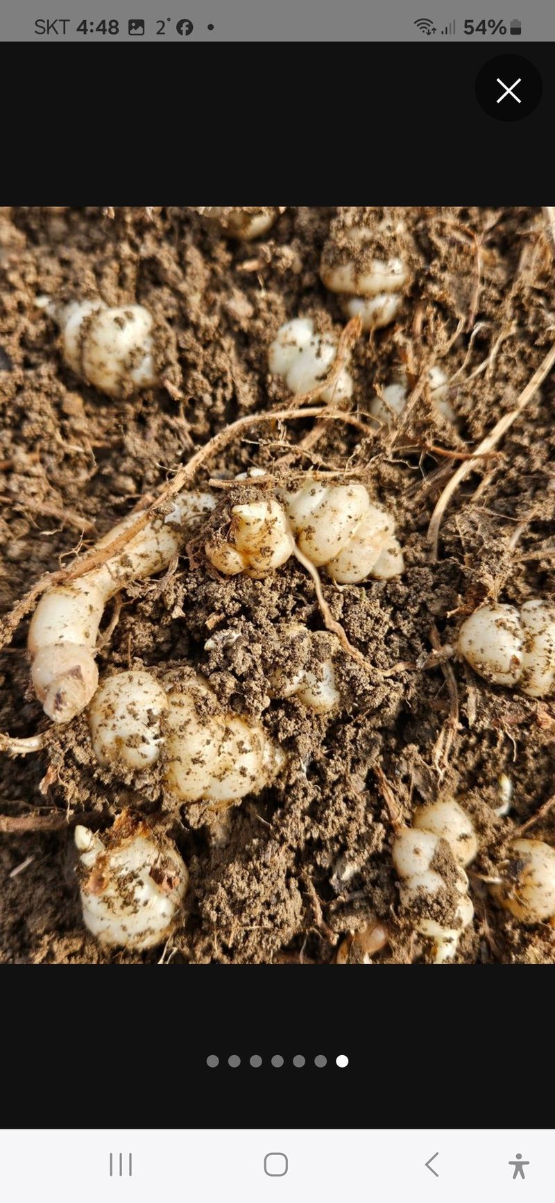 장터 상품 [초석잠] 썸네일