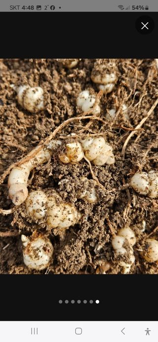 손윤영/수채화농원님의 작성글 사진