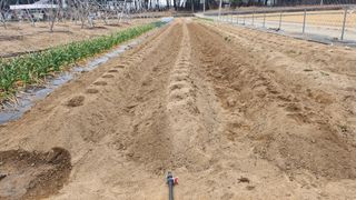 토마토11823님의 감자심기 하셨나요? · 참여글 작성글 사진