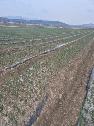 송광만님의 양파 · 자유게시판 작성글 사진