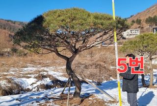 약초꾼님의 자유주제 · 자유게시판 작성글 사진
