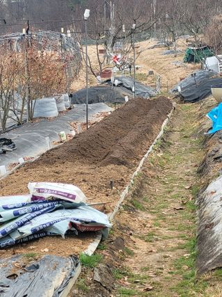 전영희님의 감자심기 하셨나요? · 참여글 작성글 사진