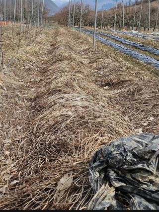 손윤영/수채화농원님의 작성글 사진