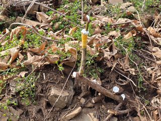 산양삼님의 자유주제 · 자유게시판 작성글 사진