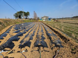 최철훈님의 감자심기 하셨나요? · 참여글 작성글 사진
