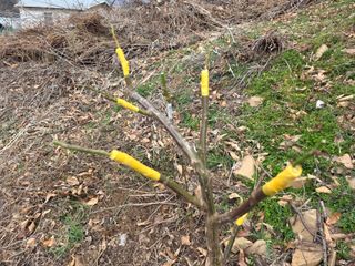 산양삼님의 자유주제 · 자유게시판 작성글 사진