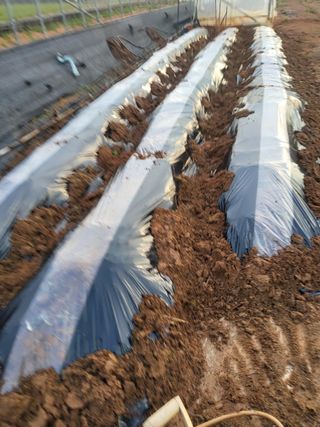 최유순님의 감자심기 하셨나요? · 참여글 작성글 사진