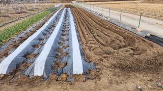 토마토11823님의 감자심기 하셨나요? · 참여글 작성글 사진