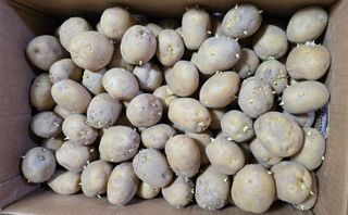 황규복(달구지)님의 감자심기 하셨나요? · 참여글 작성글 사진