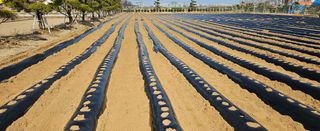 정상관님의 감자심기 하셨나요? · 참여글 작성글 사진