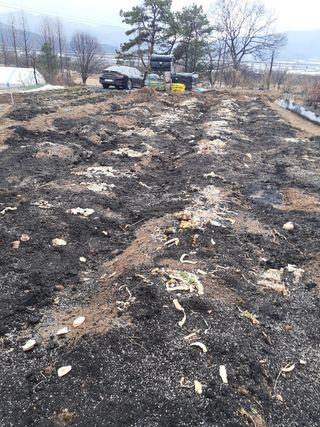 초보텃밭님의 자유주제 · 자유게시판 작성글 사진