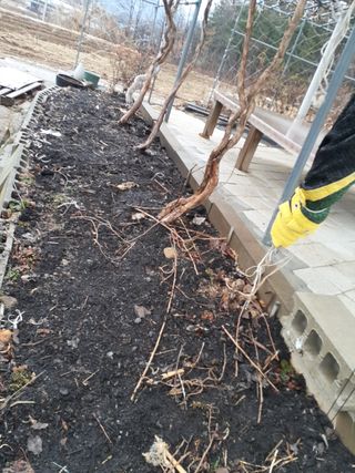 초보텃밭님의 자유주제 · 자유게시판 작성글 사진