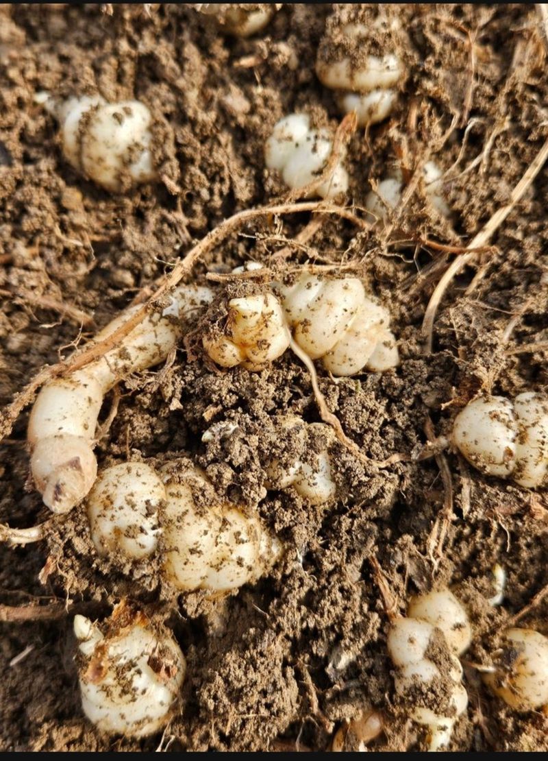 손윤영/수채화농원님의 장터 판매 상품 [초석잠] 첨부 사진