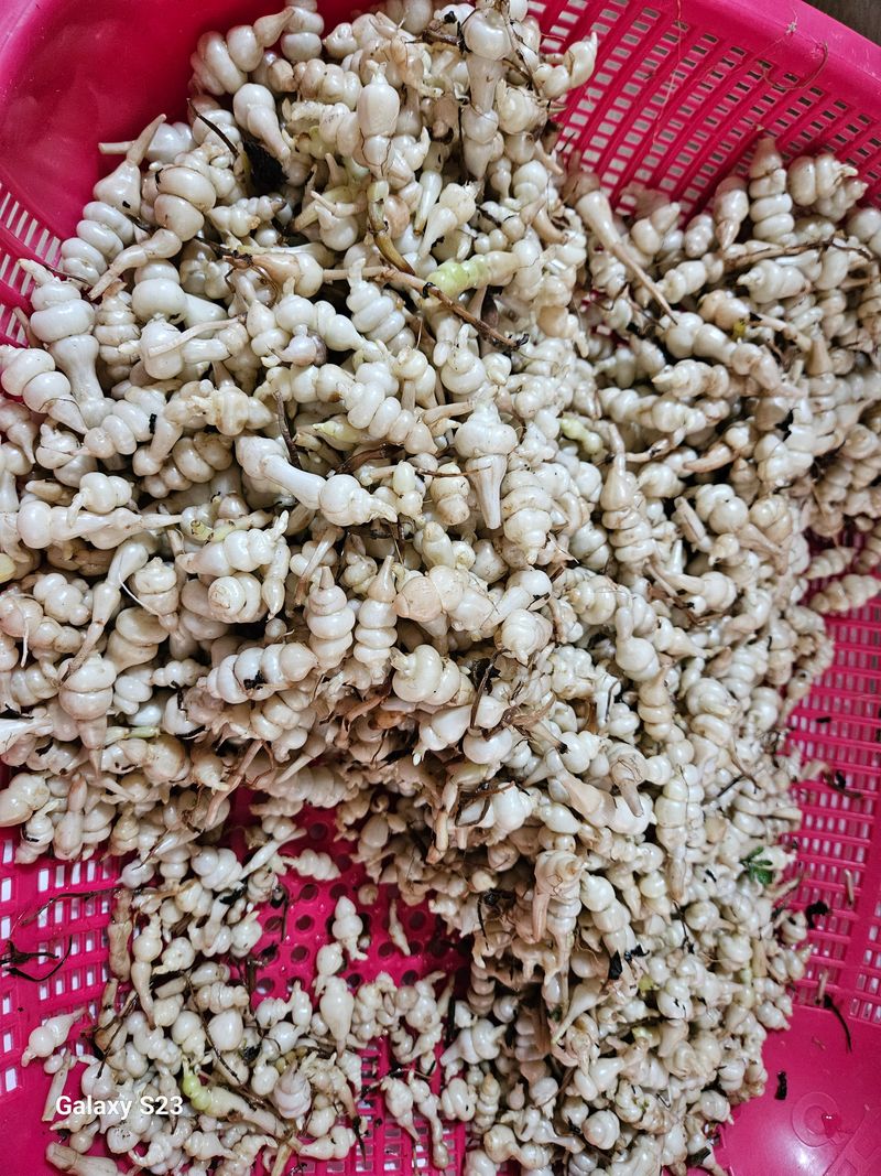 손윤영/수채화농원님의 장터 판매 상품 [초석잠] 첨부 사진