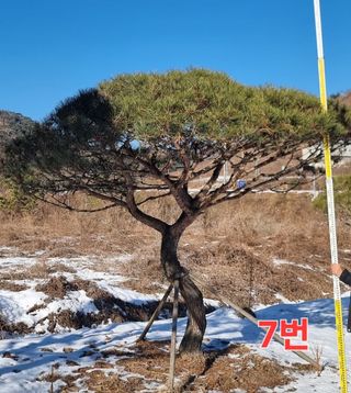 약초꾼님의 자유주제 · 자유게시판 작성글 사진