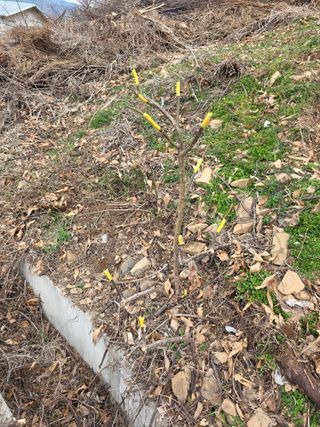 산양삼님의 자유주제 · 자유게시판 작성글 사진