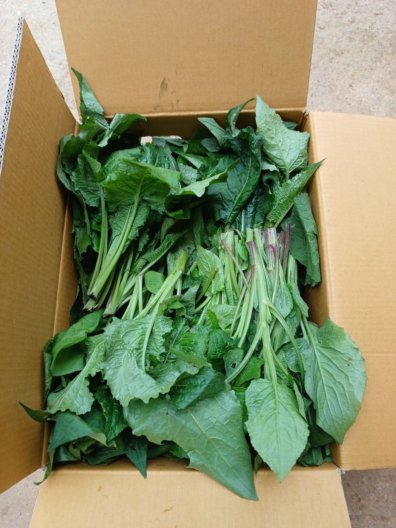 박선숙님의 장터 판매 상품 [곤드레 생나물4kg] 첨부 사진