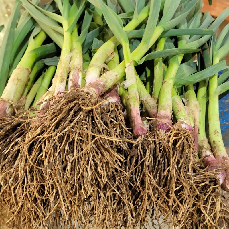 제주대정 방점순님의 장터 판매 상품 [제주도 풋마늘 4.8kg] 첨부 사진