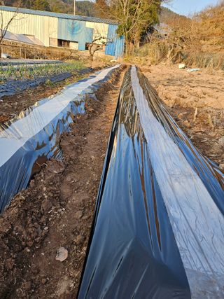 정일선님의 감자심기 하셨나요? · 참여글 작성글 사진