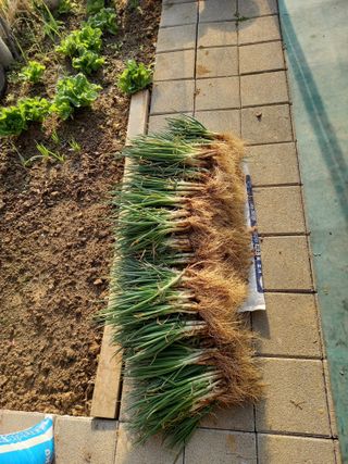 전원생활의여유님의 작성글 사진