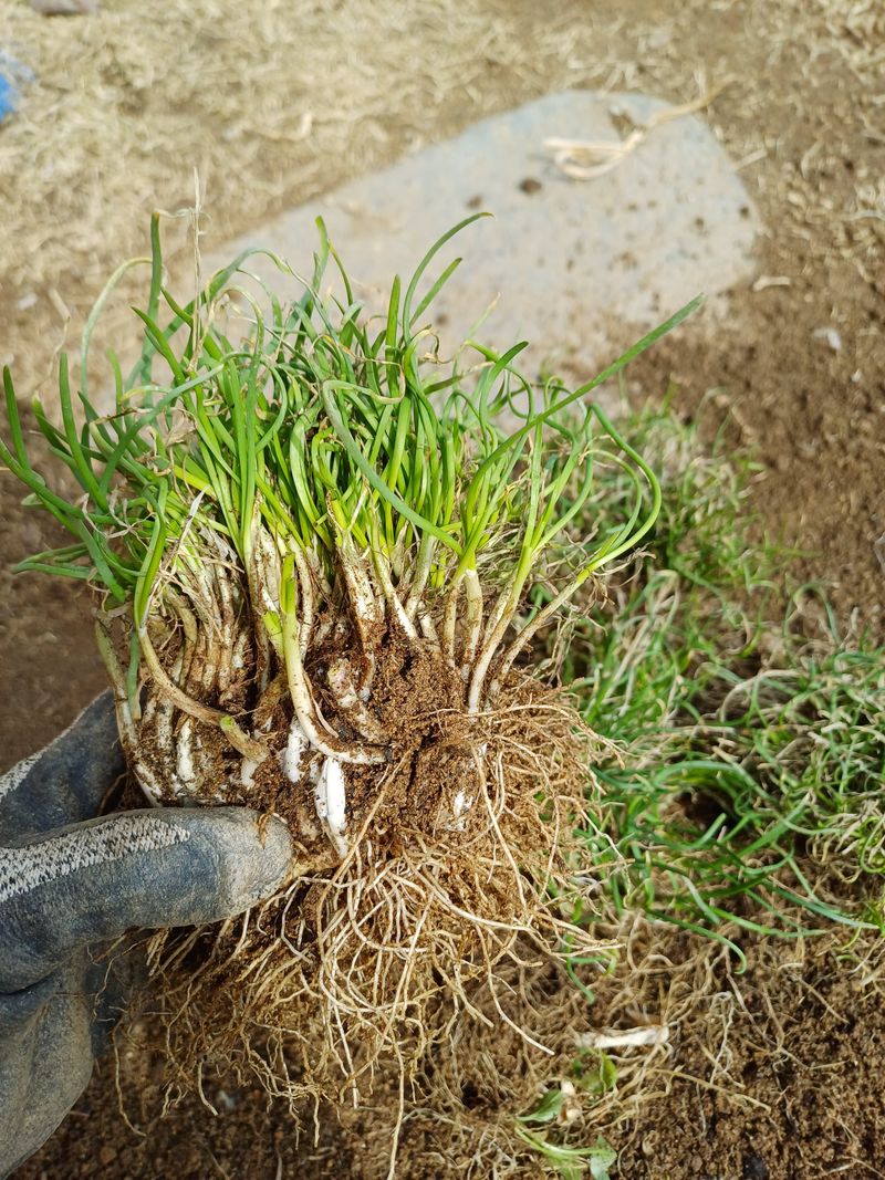 삼성농산님의 장터 판매 상품 [자색삼동파.요술대파.순천동파.달래파.영양부추.돼지파.] 첨부 사진