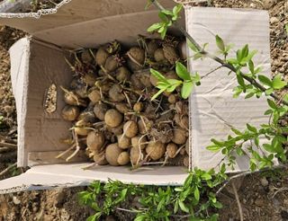 최한기님의 감자심기 하셨나요? · 참여글 작성글 사진