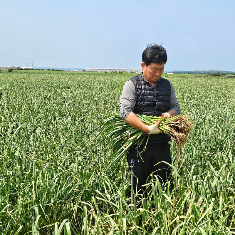 제주대정 방점순님의 장터 판매 상품 [제주도 풋마늘 4.8kg] 첨부 사진