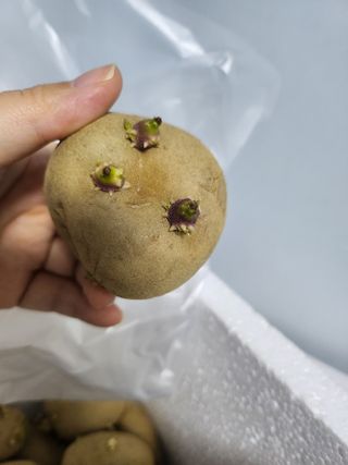 인천남동홍청양님의 농사, 무엇이든 물어보세요! · 참여글 작성글 사진